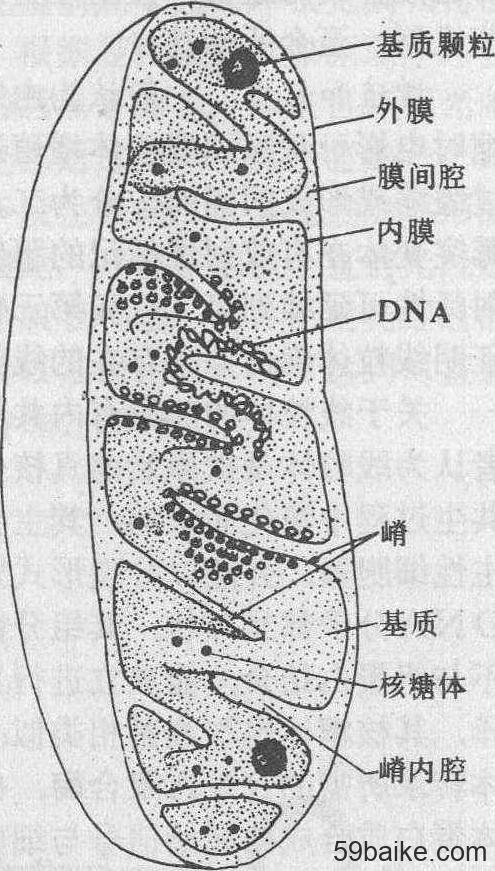 线粒体亚显微结构模式图