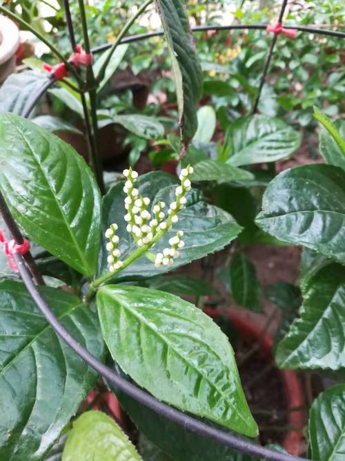 白花珠兰不间断的开花