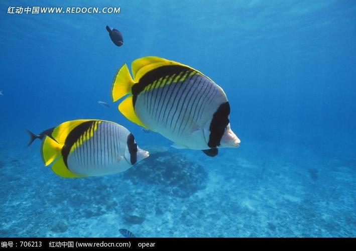 海中两条黄尾巴条纹扁体鱼图片素材