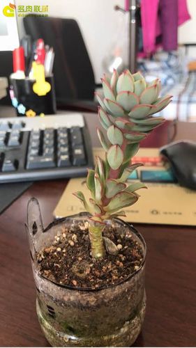 戴伦<--天使的面孔,水蛇的腰 - 图鉴 - 多肉天堂