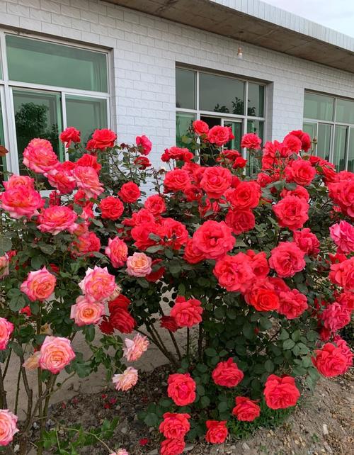 中国古老月季—绯扇,不输欧月日月,花大色艳香浓,四季都有花看