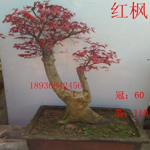 实物高档日本红枫树桩盆景花卉盆栽造型盆景四季长红绿植物 包邮