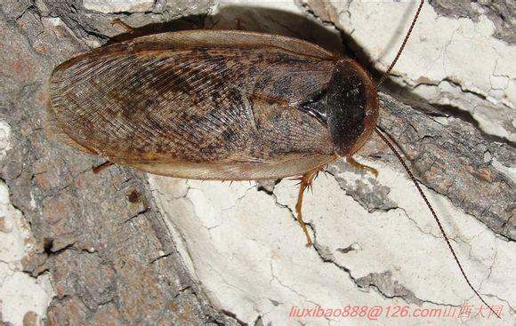 这是什么虫子?能飞的一种虫子