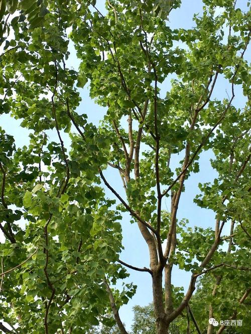 总要停下来想一想这诗歌里的古树乌臼,必定是古木参天,枝繁叶茂,因为