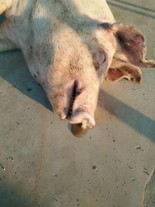 育肥猪:气喘,食欲不振,严重的大口呼吸