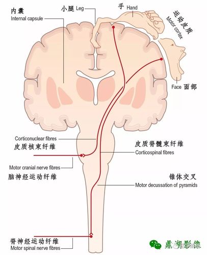 中枢神经系统脑