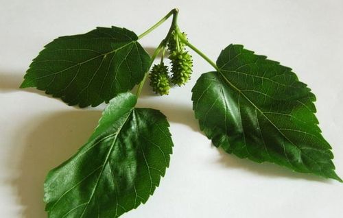 桑叶的功效与作用及食用方法