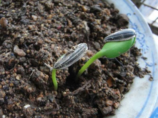 二2班刘芷伊植物观察向日葵成长记