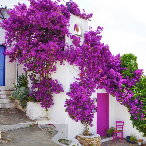 厂家直销三角梅爬藤植物带花卉盆栽安格斯重瓣老桩室内外庭院四季