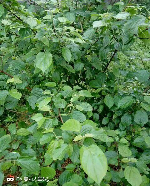 我拿山里的叶子做凉粉.怀念奶奶的味道.