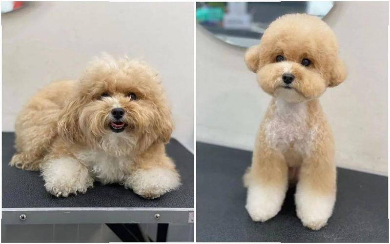 你不给贵宾剪个毛,都不知道原来它还可以这么美!