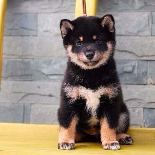 出售日本柴犬串串秋田犬活体中小型犬便宜幼犬活体宠物狗狗活物狗【11