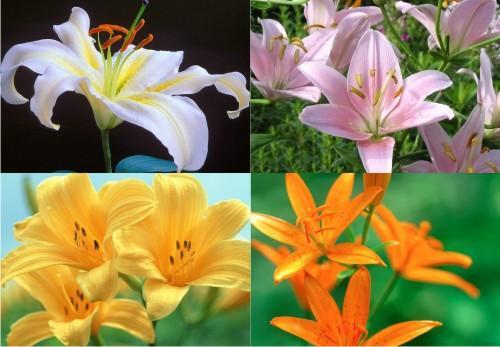 百合有几种颜色,分别代表什么意思?