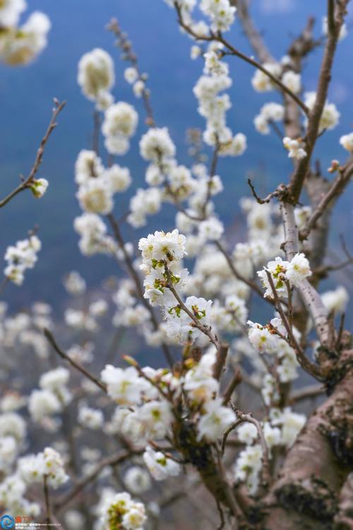 武隆:又是一年春来到 樱桃花盛开美如画
