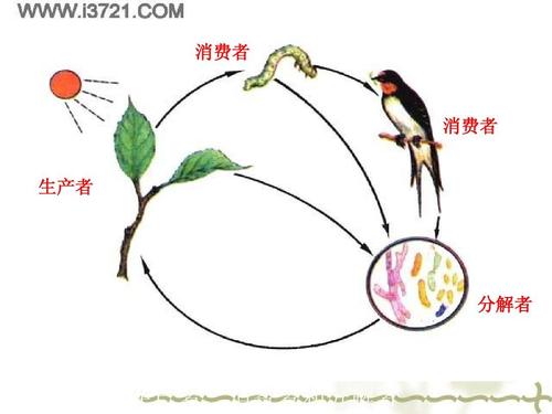 消费者 消费者 生产者 分解者 生产者,消费者和分解者