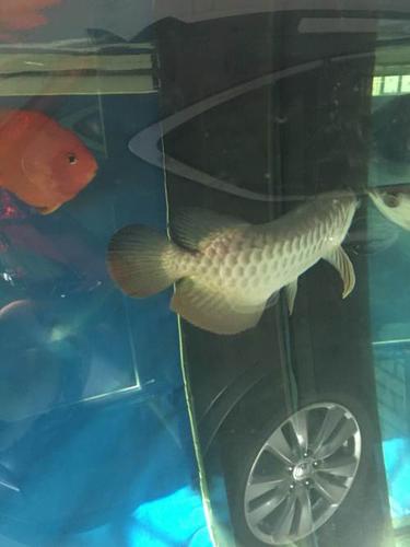 紫底过背.金龙鱼