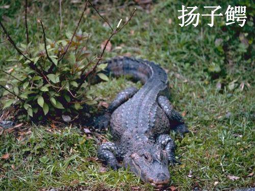 扬子鳄