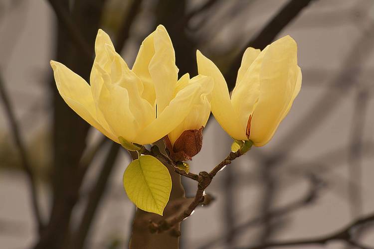 千枝万蕊,富贵无瑕,金黄玉兰花.