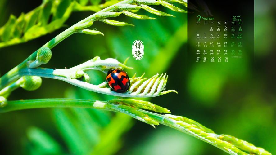 2017年3月二十四节气惊蛰简约清新日历壁纸