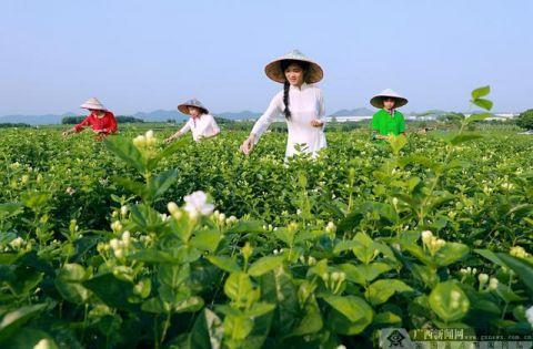 横县茉莉花产业开启国际化"加速度"