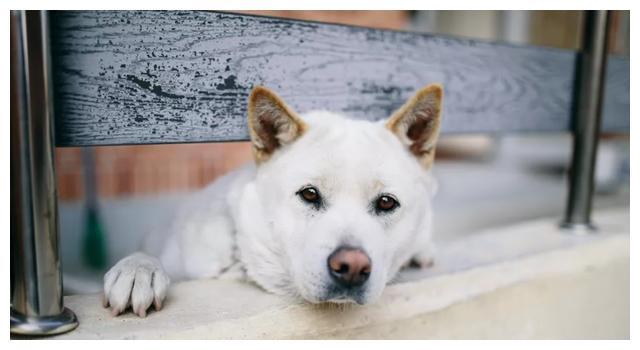 韩国土狗,第53号国宝韩国珍岛犬,还是上过奥运会开幕式的狗狗