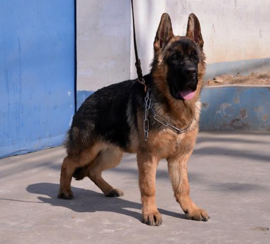 优质锤系德国牧羊犬出售大头黑脸方嘴品相极佳