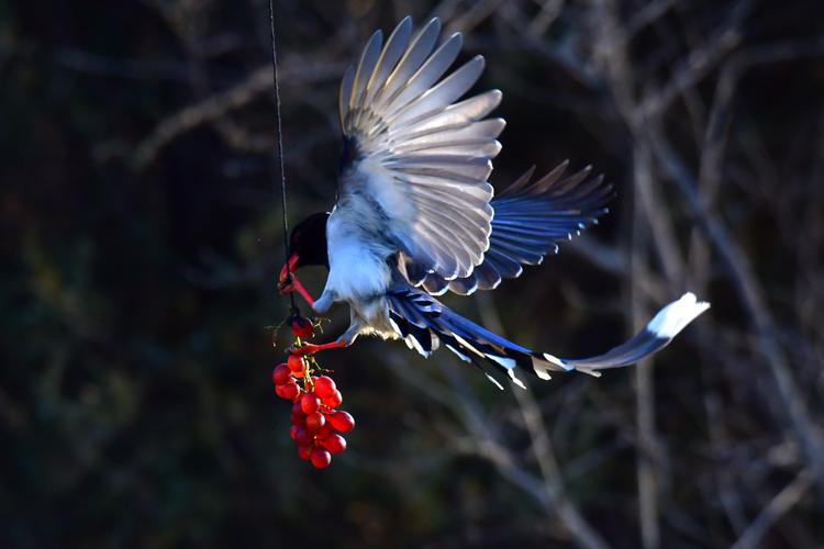"婀娜多姿"的红嘴蓝鹊