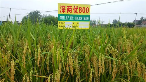 958旱温229旱杂优华占c两优100正两优华占水稻展示图水稻展示图水稻