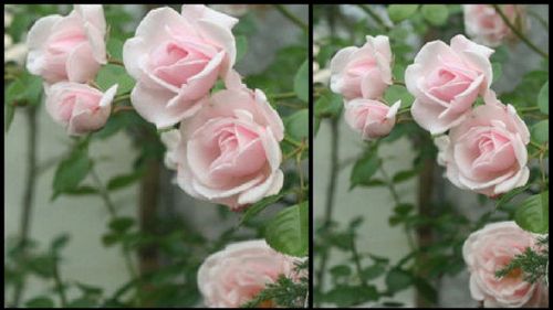 只是最爱的,还是玫瑰,月季,蔷薇科的种类,不仅颜色繁多,品种纷呈.