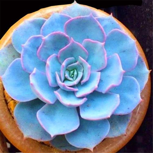 最美的6种蓝色多肉清冷高贵仙气飘飘秋天展现最美状态