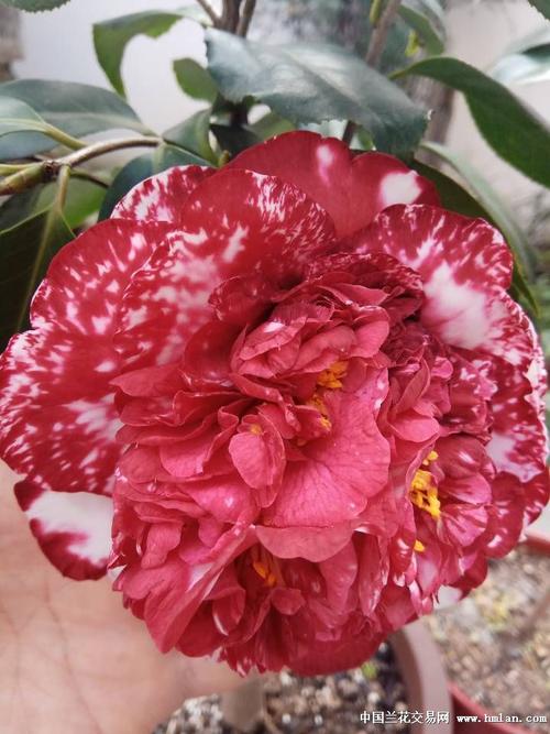 瑟威利斑-茶花篇-中国兰花交易网社区