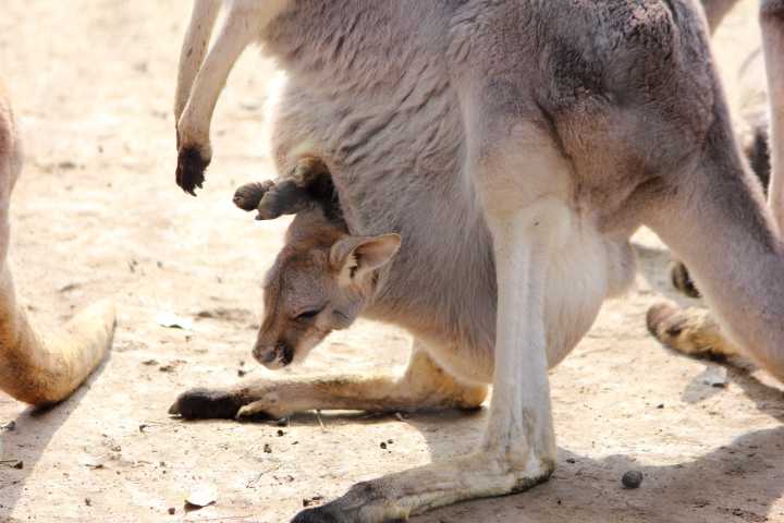 自然界生物中有哪些奇特的繁殖方式?