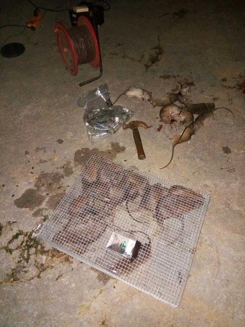 柜子里进了老鼠怎么办
