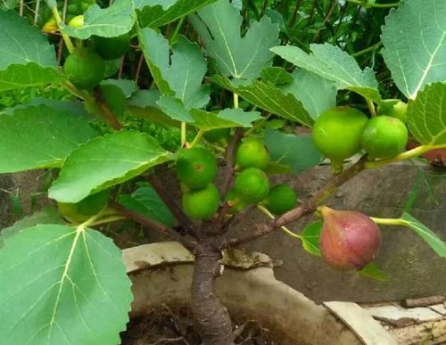 正文   现在到了六七月份,大部分朋友的养的盆栽无花果都开始结果子了