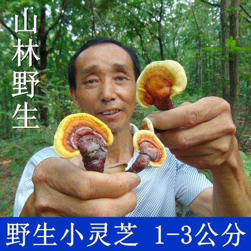 深山老倌牌云南特产纯野生灵芝赤芝林芝赤灵芝半斤五个新货包邮