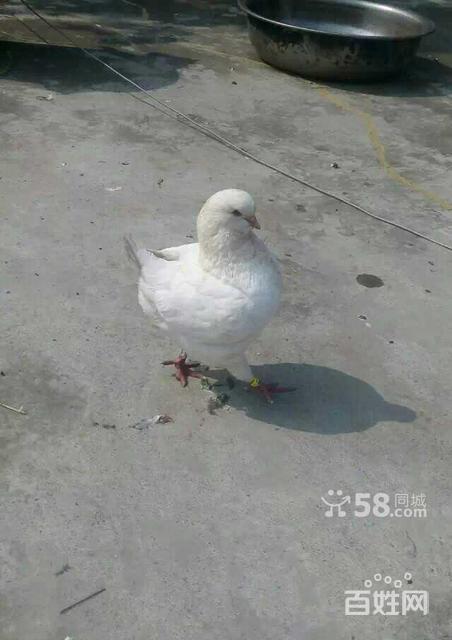 大量出售德国圆环王鸽