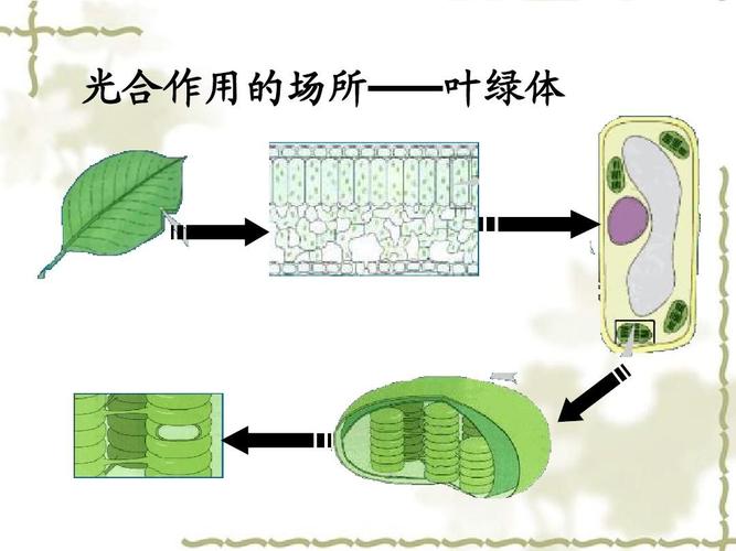 3-2-3-2光合作用过程ppt