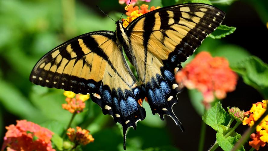 绿带翠凤蝶图片119