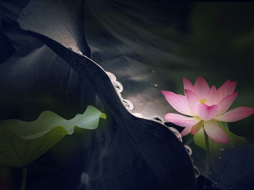 静心听花语《手机摄影》