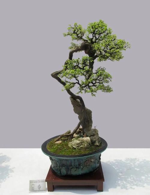 树木盆景夏季管理抓好8个方面便可顺利度夏
