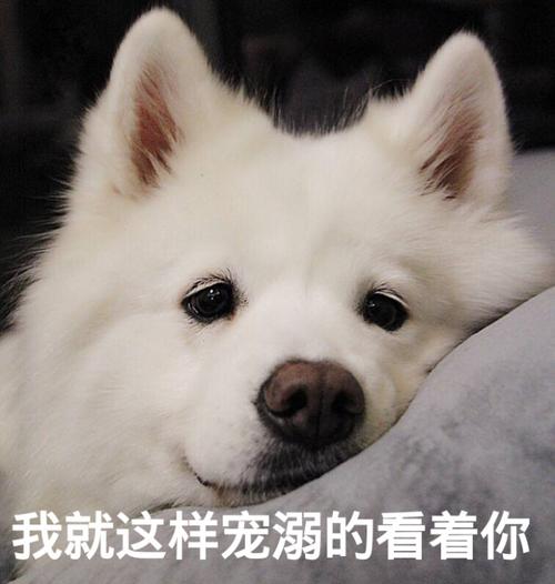 [自制表情包] 我就这样宠溺的看着你