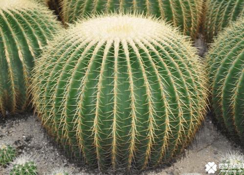 金琥仙人球高清图片!