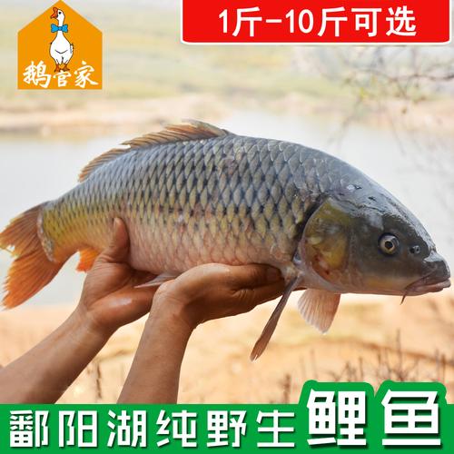 【鄱阳湖野生鲤鱼】纯野生鲤鱼大鲤鱼新鲜鲜活现杀淡水鱼野生鱼