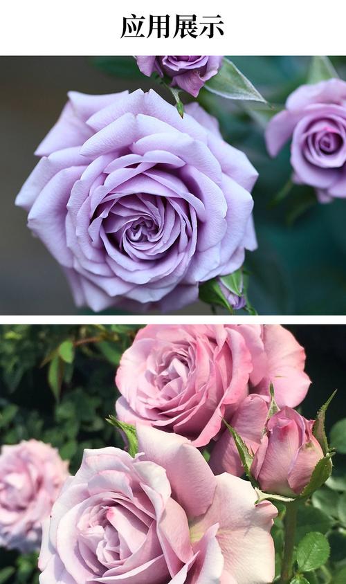 紫精灵月季花苗 微型树桩月季玫瑰花迷你多头花卉办公