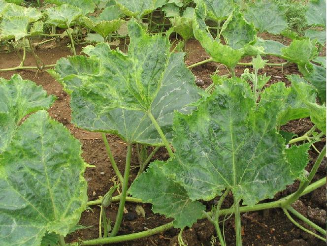 四十五,南瓜病毒病