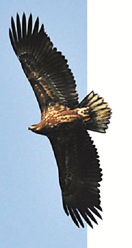 白尾巴老鹰光临杭州 它就是传说中的"白尾海雕"