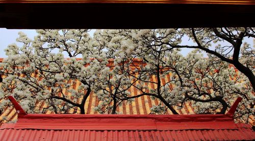 北京故宫承乾宫梨花盛开 ,并与宫殿相映成趣,锦上添花.