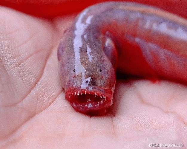 它是世界上最恶心的鱼,可味道居然还不错?