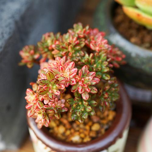 美诺花园棒叶小人祭多肉植物阳台办公室群生肉肉植物高品质颜色正