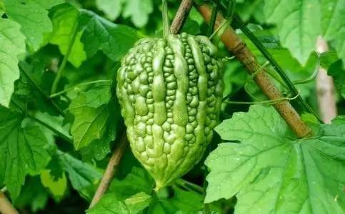 蔬菜瓜类有几种图片?